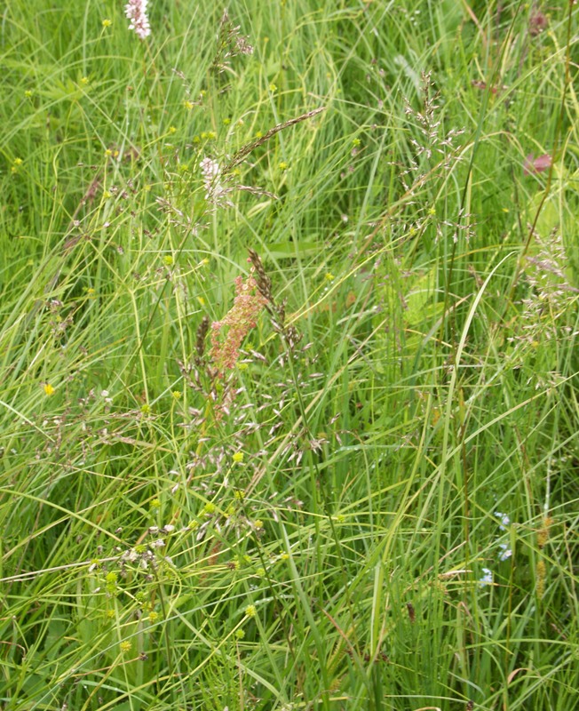 Изображение особи Trisetum sibiricum.