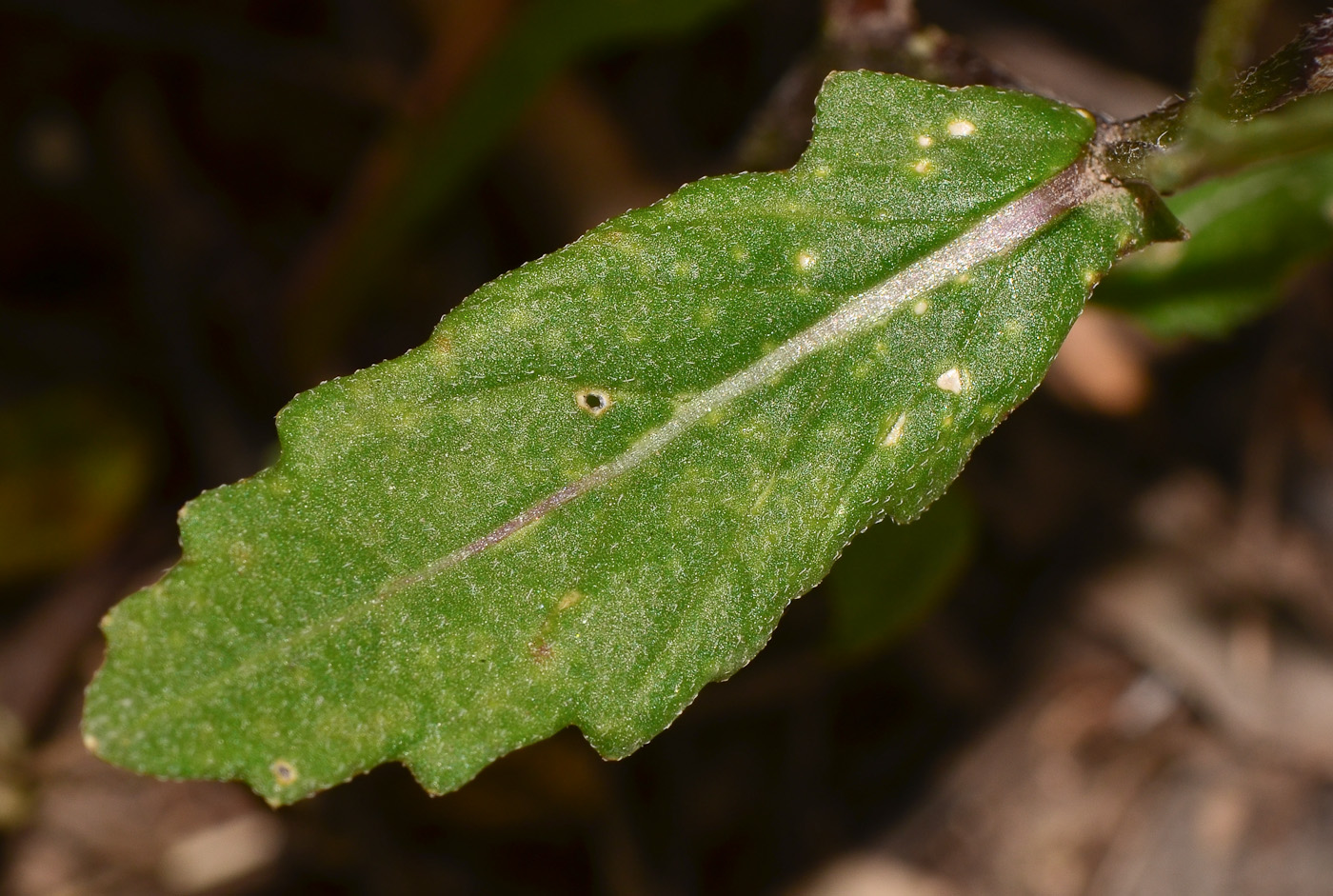 Image of Diplotaxis erucoides specimen.