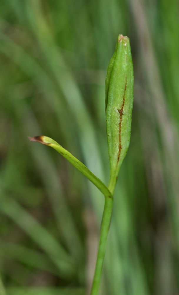 Изображение особи Pogonia japonica.