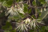 Clematis cirrhosa