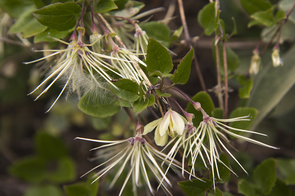 Image of Clematis cirrhosa specimen.