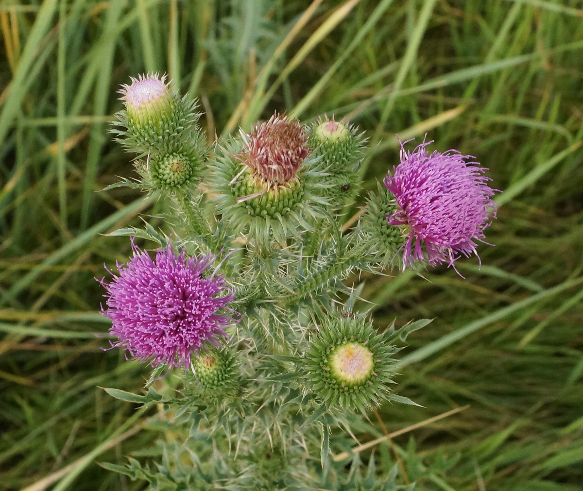 Изображение особи Carduus acanthoides.