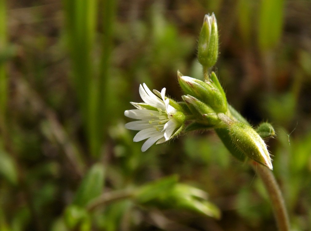 Изображение особи Cerastium holosteoides.