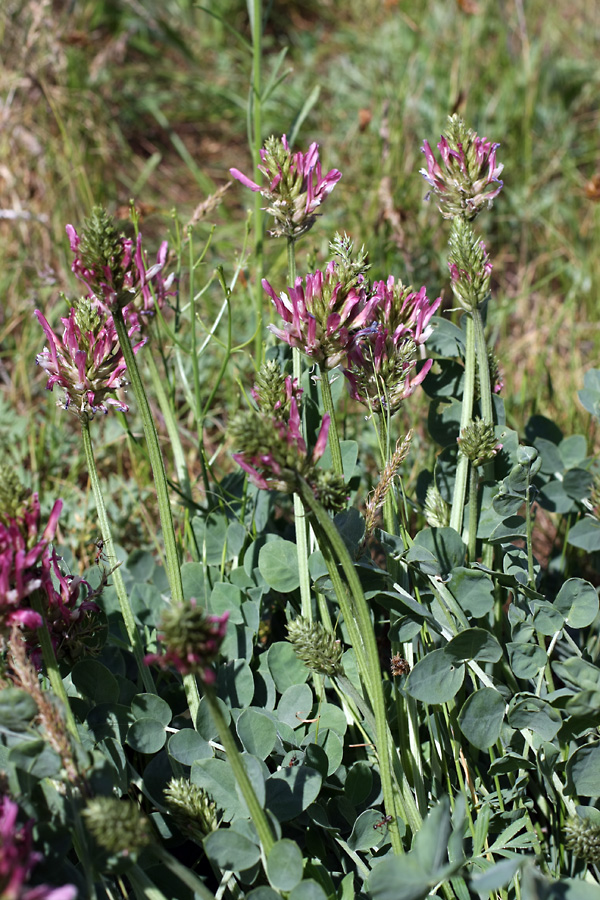 Изображение особи Astragalus platyphyllus.