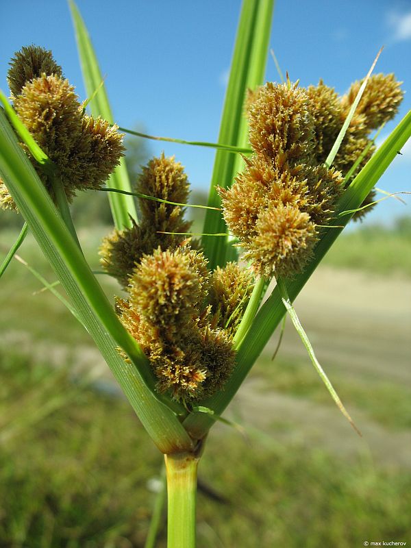 Изображение особи Cyperus glomeratus.