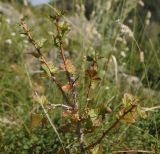 Grossularia acicularis