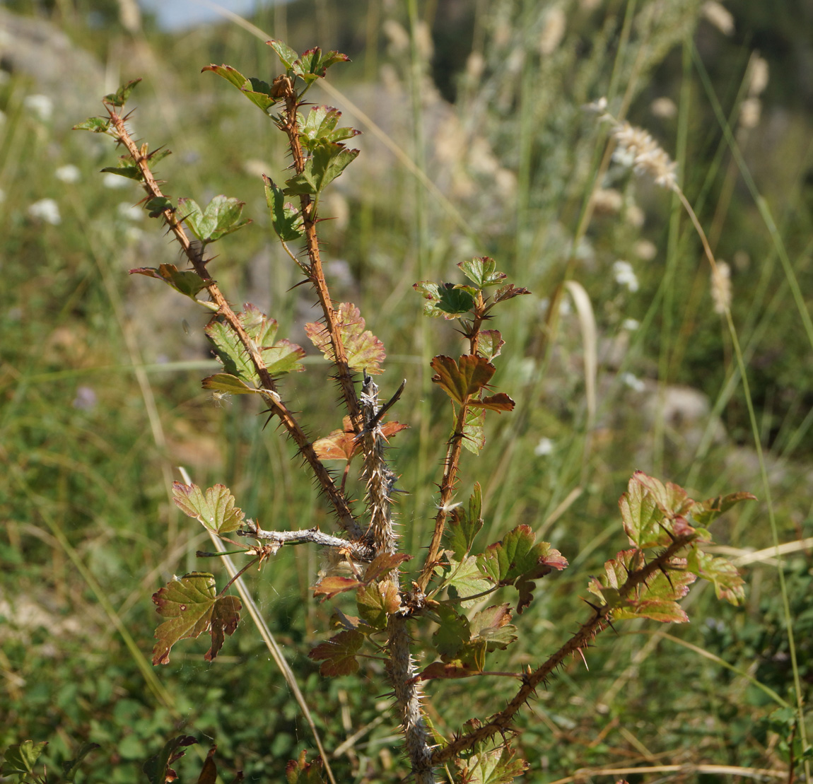 Изображение особи Grossularia acicularis.