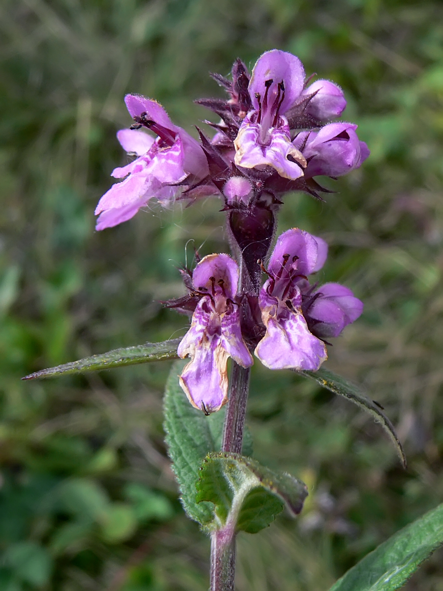 Изображение особи Stachys palustris.