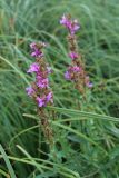 Lythrum salicaria