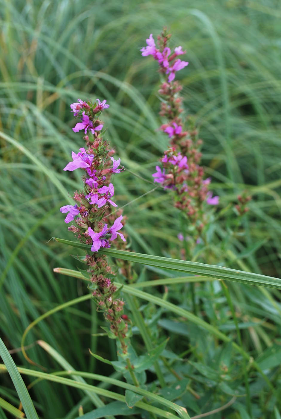 Изображение особи Lythrum salicaria.