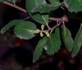 Rhus integrifolia. Побег с бутонизирующими соцветиями. Израиль, Шарон, пос. Кфар Монаш, ботанический сад \"Хават Ганой\". 15.12.2015.