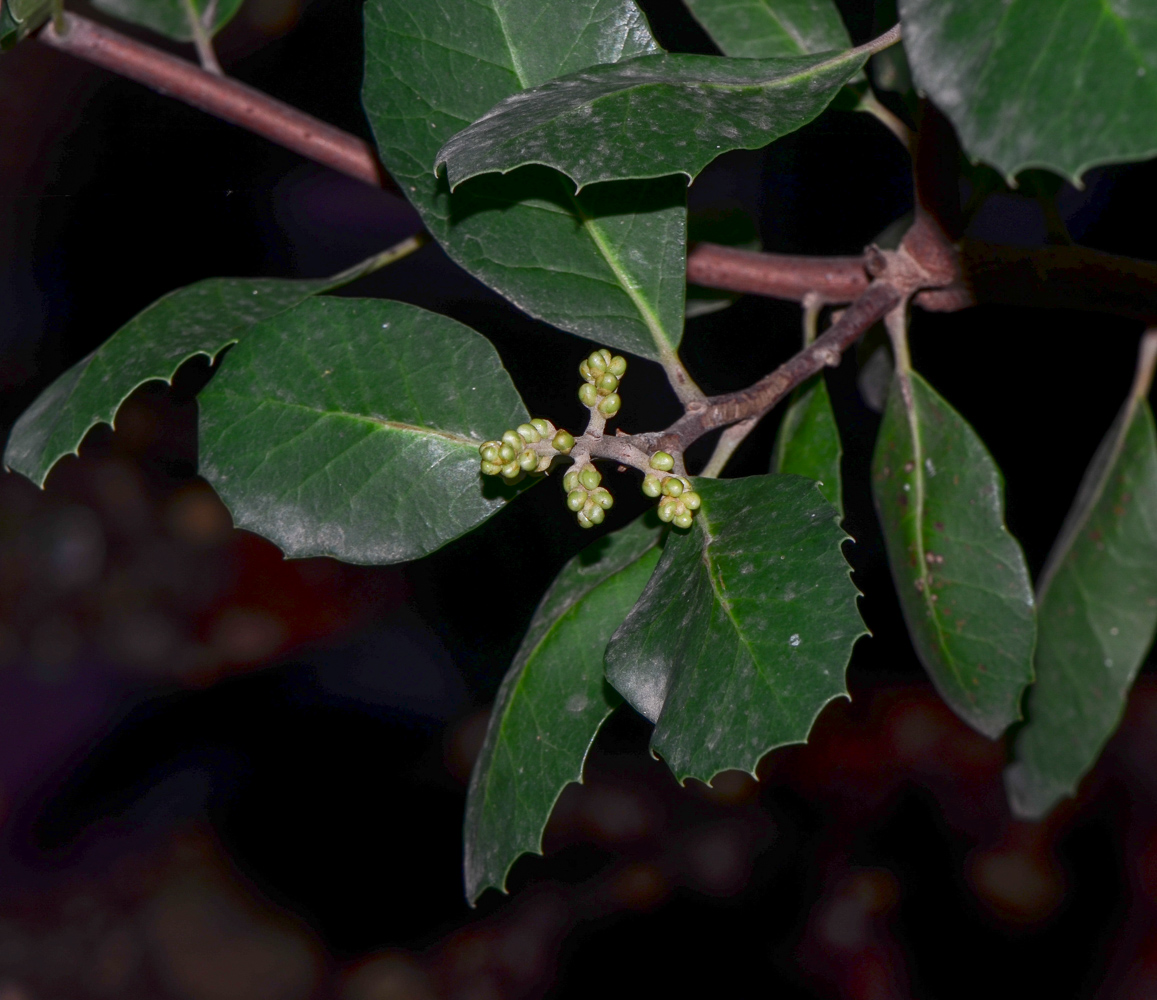 Image of Rhus integrifolia specimen.