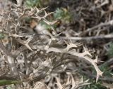 Echinophora spinosa. Склерофицированные остатки листа. Италия, окр. Рима, дюны на побережье Тирренского моря. 09.04.2016.