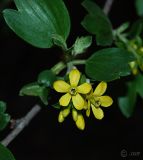 Ribes aureum