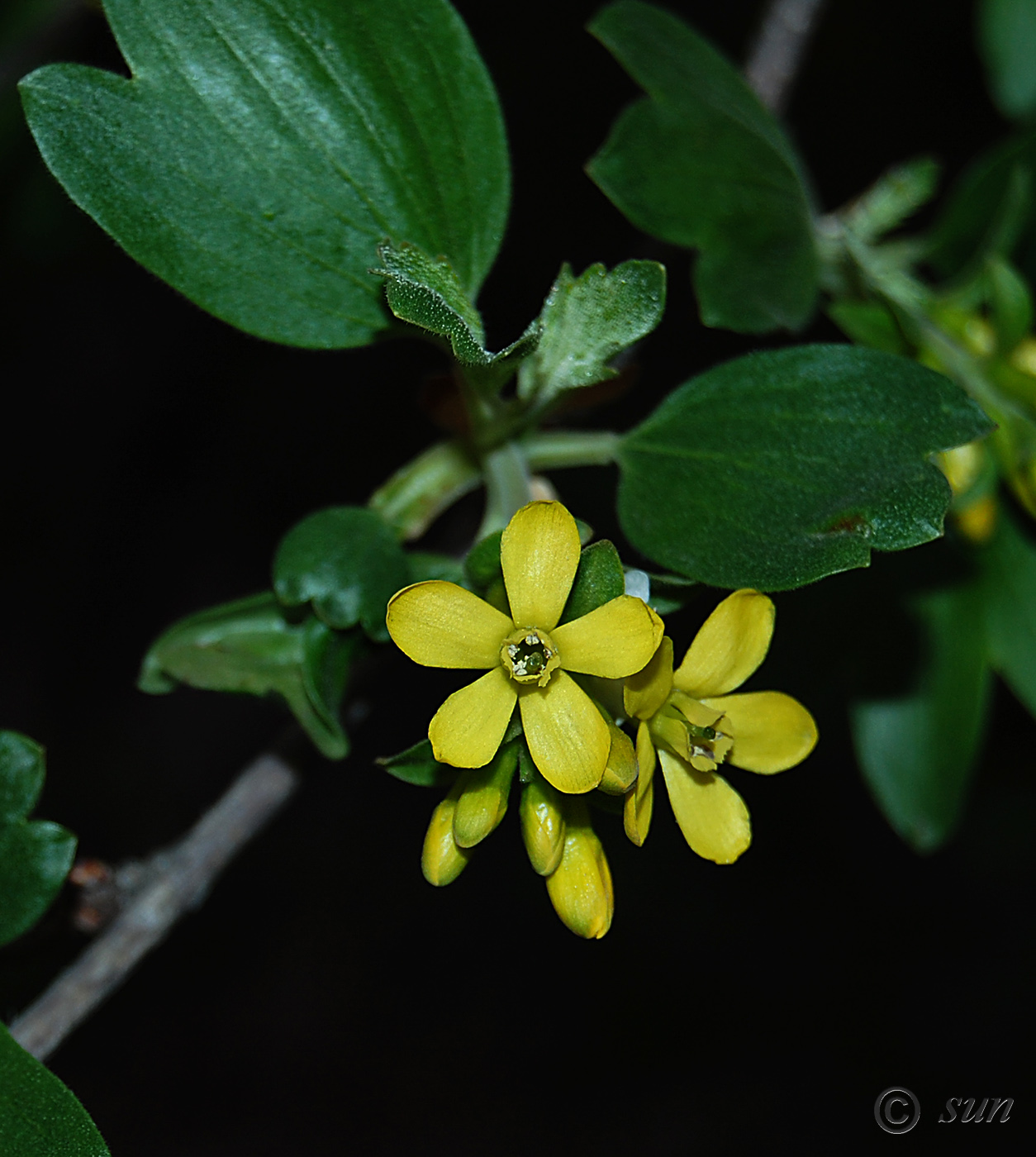 Изображение особи Ribes aureum.