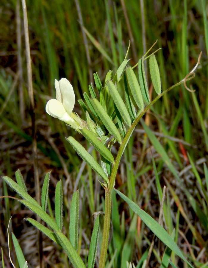 Изображение особи Vicia biebersteinii.