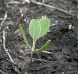 Image of taxon representative. Author is Андрей Любченко