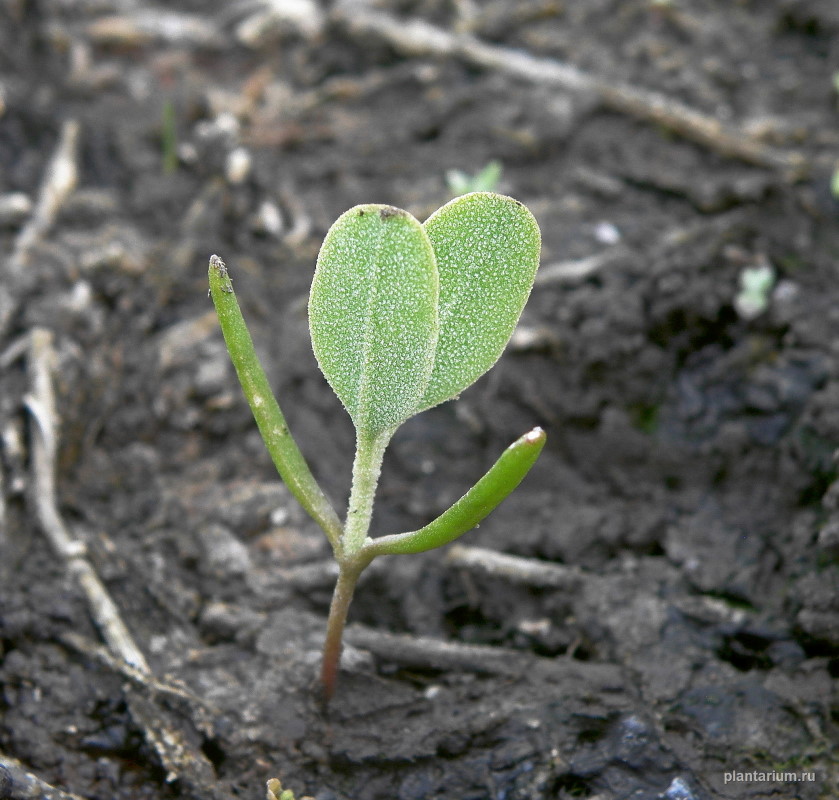 Изображение особи Halimione pedunculata.