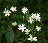 Stellaria holostea. Верхняя часть цветущего растения. Украина, Киев, заказник \"Лесники\", дубово-грабовый лес. 5 мая 2007 г.