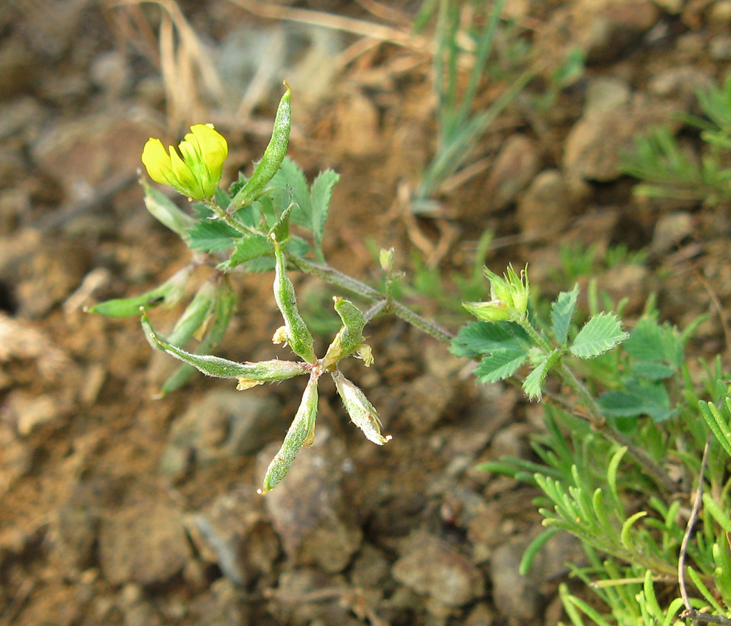 Image of Trigonella fischeriana specimen.