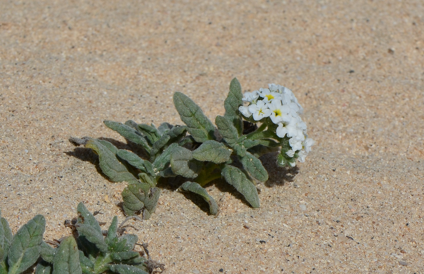 Изображение особи Heliotropium erosum.