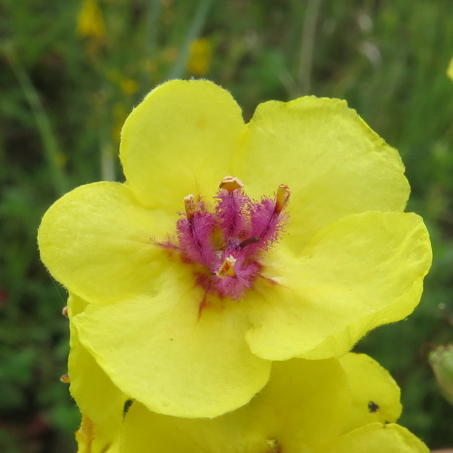 Image of Verbascum marschallianum specimen.