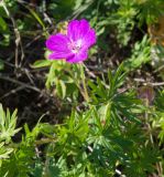 Geranium sanguineum