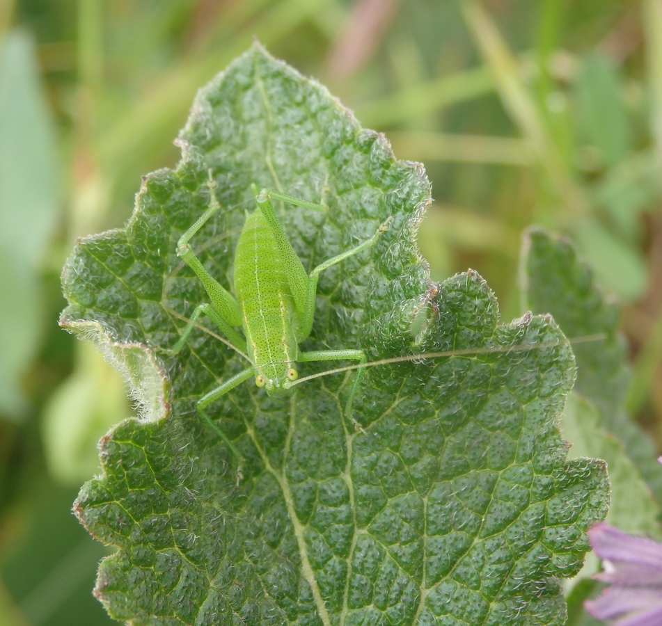 Image of Salvia verticillata specimen.