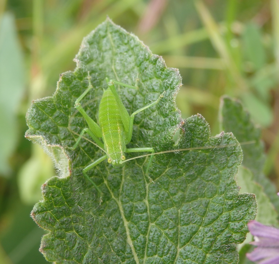 Изображение особи Salvia verticillata.