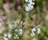 Galium triandrum