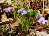 Viola brachysepala
