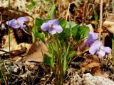 Viola brachysepala. Цветущие растения. Приморье, окр. г. Находка, бухта Прогулочная, поляна на сопке. 28.04.2016.