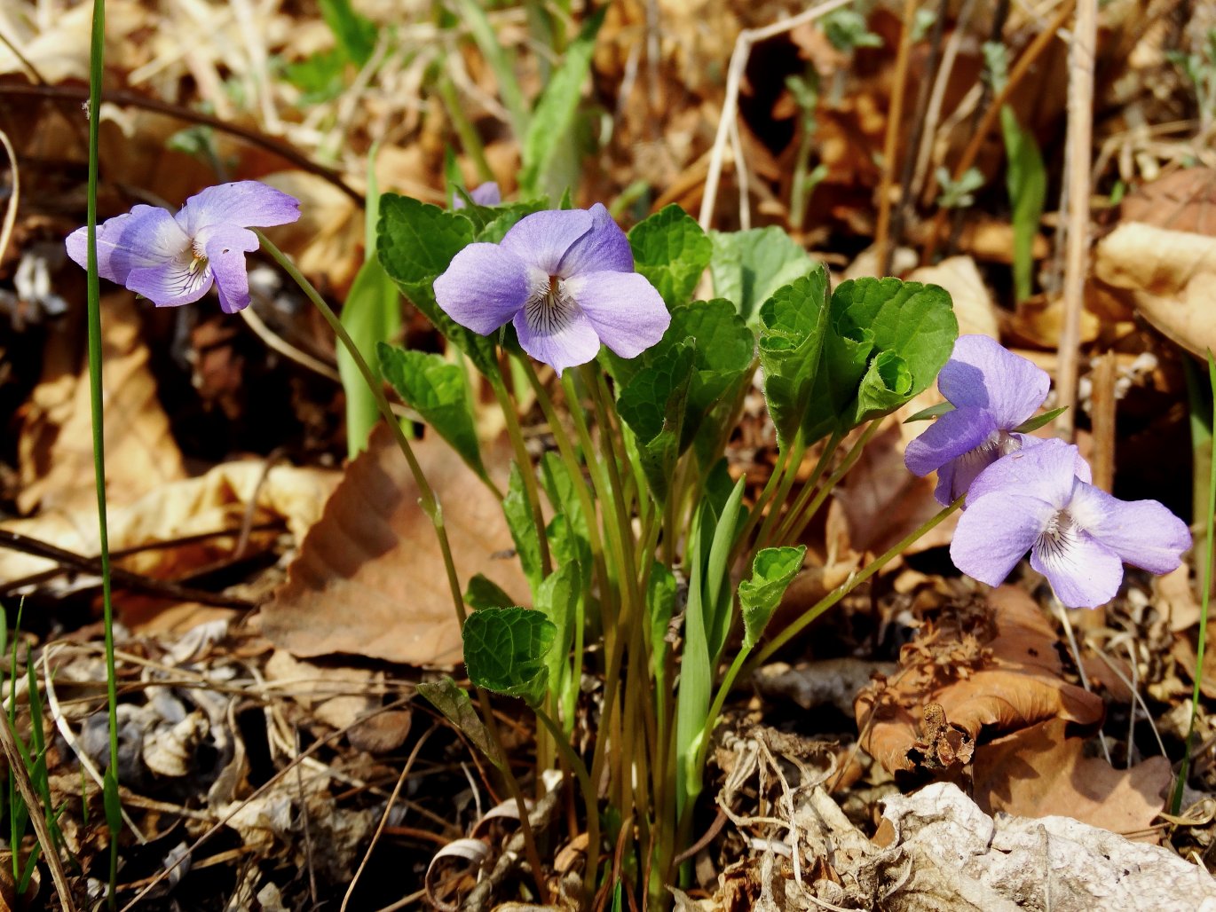 Изображение особи Viola brachysepala.