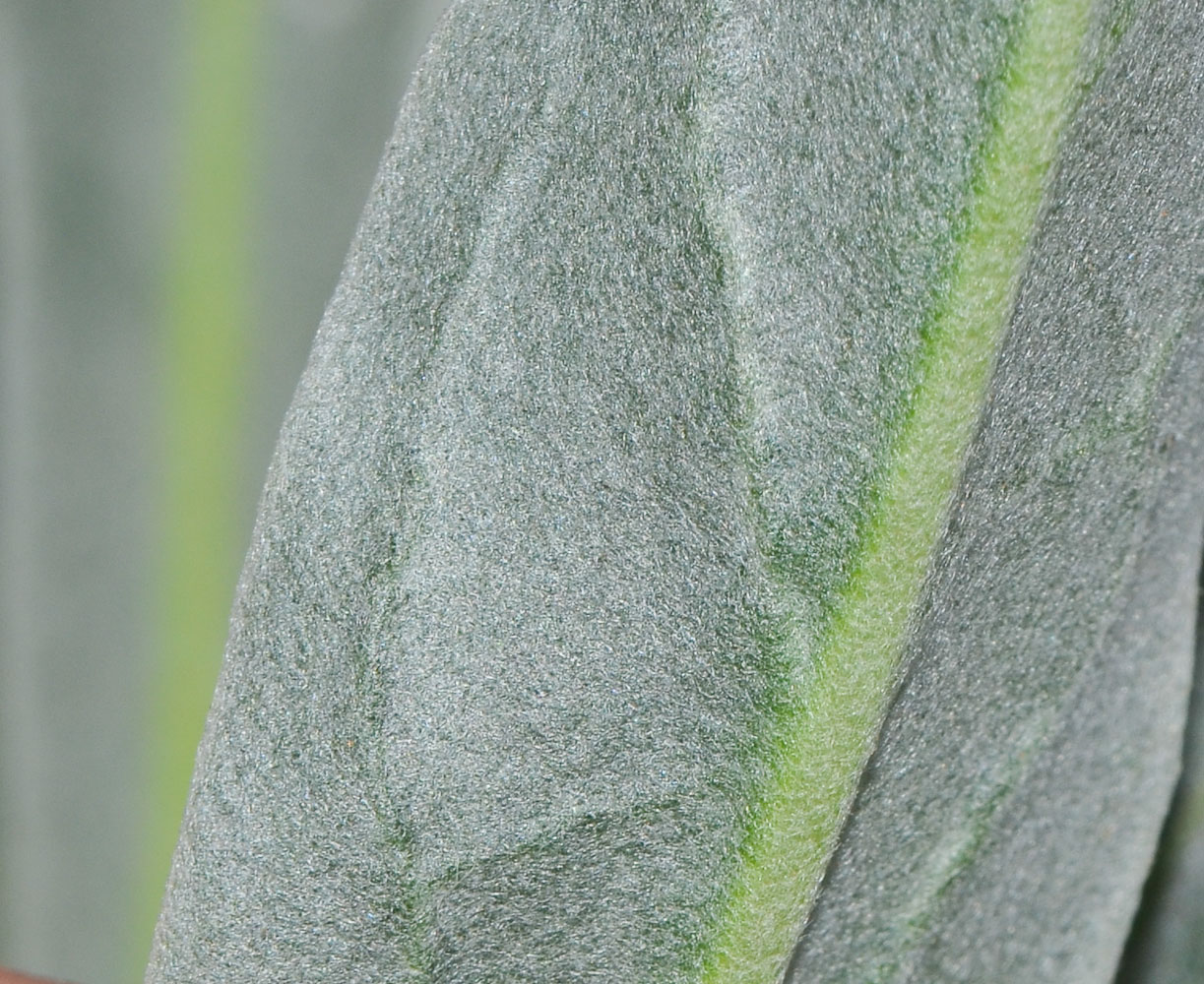 Изображение особи Matthiola incana.