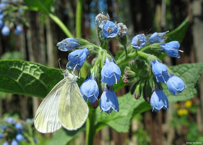 Изображение особи Symphytum caucasicum.