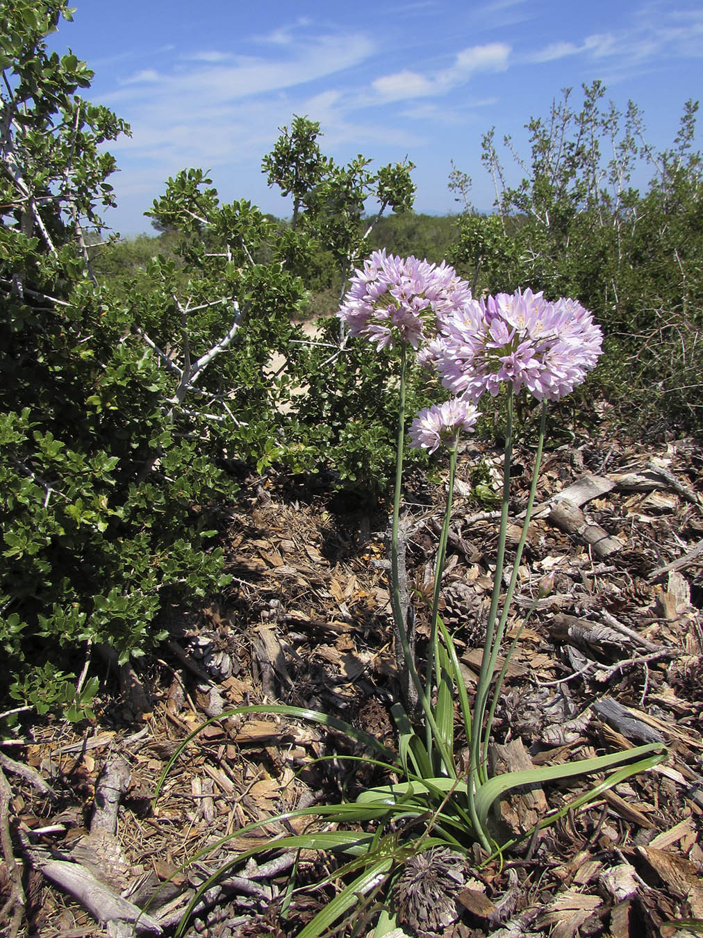 Image of Allium roseum specimen.