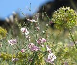 Convolvulus subhirsutus. Верхняя часть зацветшего растения на желтом фоне соцветий Allium eriocoleum. Казахстан, Южно-Казахстанская (Чимкентская) обл., Туркестанский акимат, в 10 км на ССВ от г. Кентау, буферная зона Каратауского заповедника; центральная часть хр. Сырдарьинский Каратау, юго-западный макросклон, долина р. Биресик в среднем течении, левый борт ущелья, конус выноса под отвесной каменной стеной, крутой полузакрепленный лессово-щебнистый склон ЮЗ экспозиции; гемиэфемероидно-ксерофитноразнотравный петрофитон, 640 м н.у.м. 28 мая 2016 г.