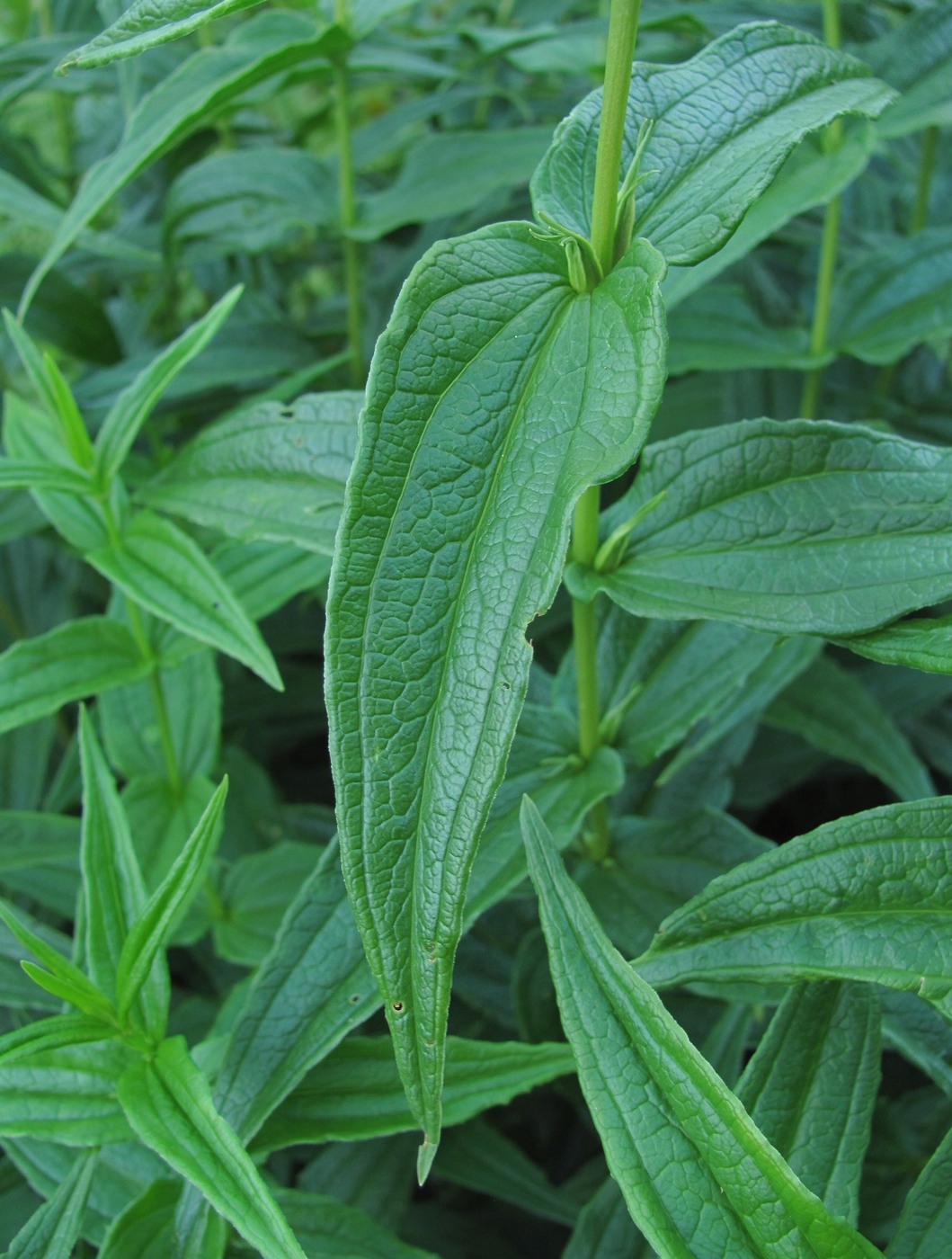 Image of Gentiana schistocalyx specimen.
