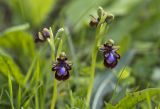 Ophrys speculum. Верхушки цветущих растений. Греция, Пелопоннес, Мессения, тропа выше влажного леса возле ущелья Фарангаки Перистерия. 29.03.2015.