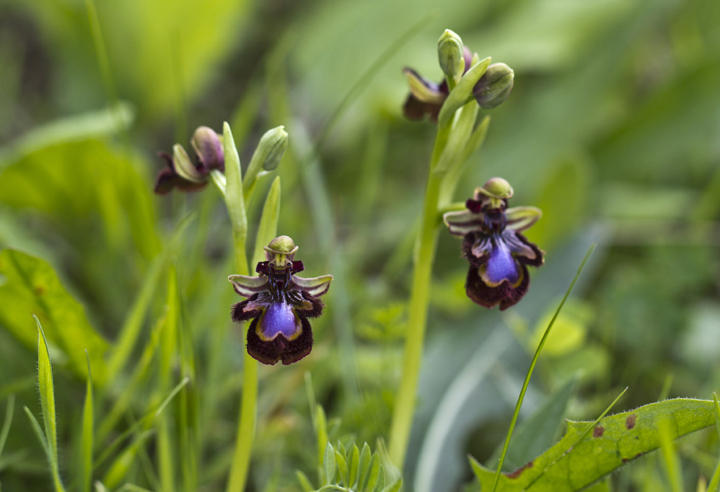 Изображение особи Ophrys speculum.