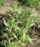 Artemisia dracunculus