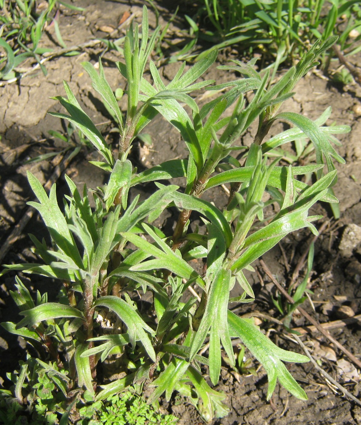 Image of Artemisia dracunculus specimen.