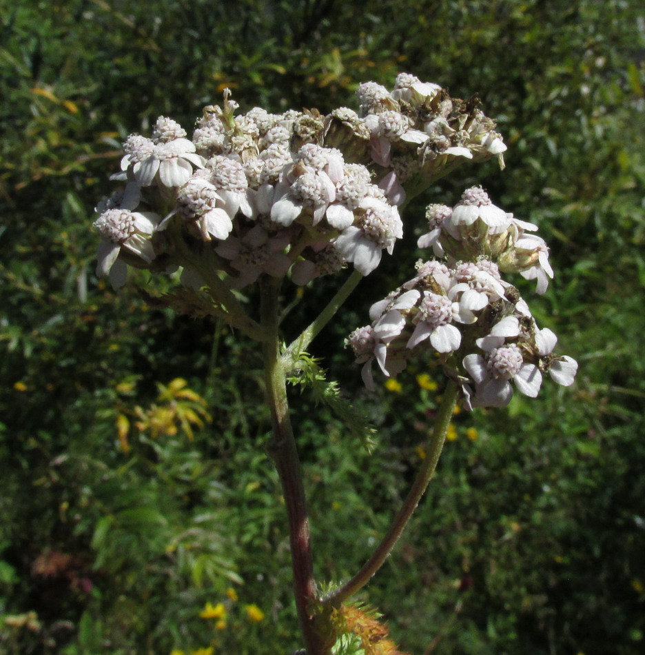 Изображение особи Achillea kuprijanovii.