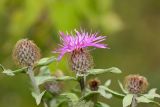 Centaurea pseudophrygia