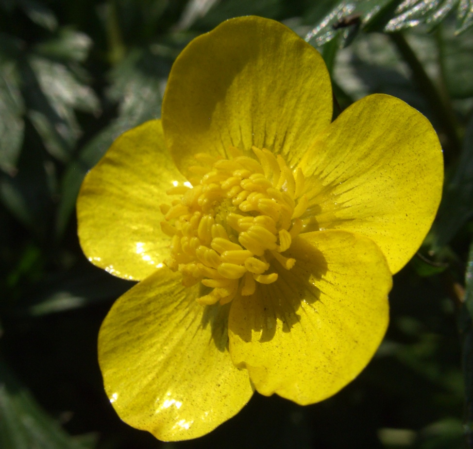 Image of Ranunculus repens specimen.