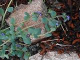 Mertensia maritima