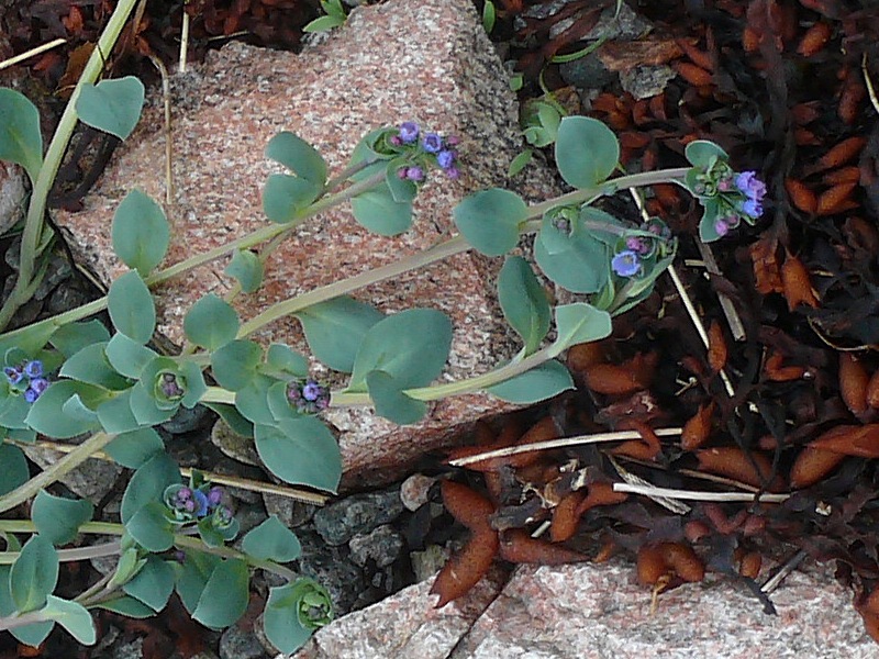 Image of Mertensia maritima specimen.