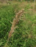 Setaria verticillata