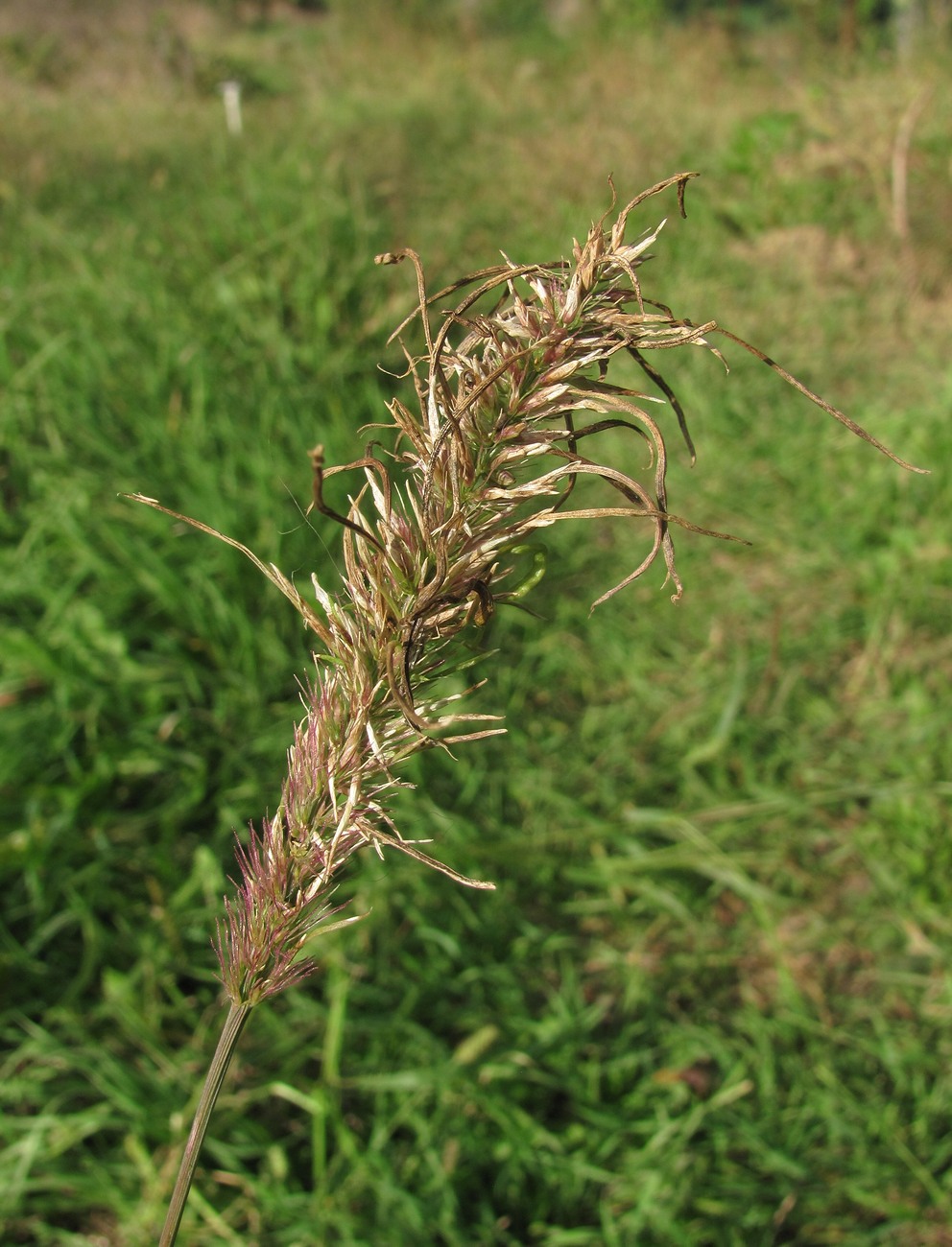 Изображение особи Setaria verticillata.