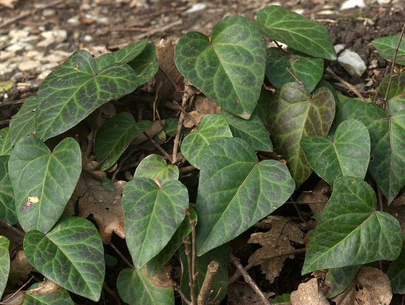 Image of Hedera colchica specimen.